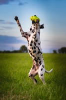 Kong Air Dog Football zabawka dla psa rozmiar S. Kształt piłki przypomina piłkę do rugby. Wykonana z filcu. W jaskrawym kolorze. _3