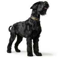 Hunter Obroża dla psa Neopren Reflect BVB_6