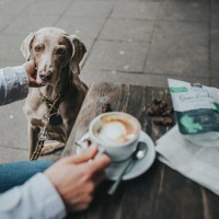 Hunter obroża półzaciskowa Solid Education z skóry bydlęcej oliwkowa_6