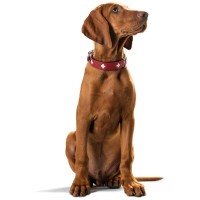 Hunter Skórzana obroża dla psa Swiss czerwona_5