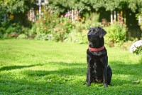 Hunter Obroża dla psa Softie Stone czerwona_4