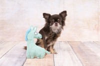 Flamingo Zabawka dla psa Pebbles. Materiał: tekstylny. Wykończona sztruksem. Z piszczałką dla dodatkowej zabawy. Na zdjęciu pies z zielonym pluszowym koniem.