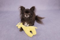 Flamingo Zabawka dla psa Pebbles. Materiał: tekstylny. Wykończona sztruksem. Z piszczałką dla dodatkowej zabawy. Na zdjęciu mały pies z żółtą wersją pluszowej zabawki - żyrafą.