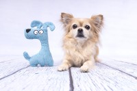 Flamingo Zabawka dla psa Pebbles. Materiał: tekstylny. Wykończona sztruksem. Z piszczałką dla dodatkowej zabawy. Na zdjęciu mały piesek z pluszową zabawką w kształcie psa.