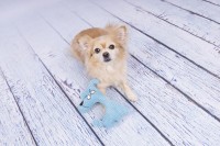 Flamingo Zabawka dla psa Pebbles. Materiał: tekstylny. Wykończona sztruksem. Z piszczałką dla dodatkowej zabawy. Na zdjęciu mały piesek z pluszową zabawką w kształcie psa. _2