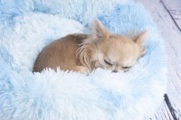 Flamingo Legowisko dla psa i kota Demi błękitne. Materiał: plusz z wypełnieniem: włókno poliestrowe Gramatura pluszu: 310 g/m². Można prać w temperaturze 30°C. Spód antypoślizgowy _4