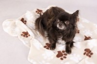 Flamingo Kocyk Esma dla psa i kota beżowy w łapki. Wykonany jest z miękkiego pluszu. Uroczy beżowy odcień oraz nadrukowane łapki to dodatkowy element ozdobny. _5