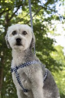 Flamingo Szelki dla psa Salome szare. Materiał: nylon. Płynna regulacja. Podwójny ring do zaczepienia smyczy _3