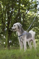 Flamingo Szelki dla psa Salome szare. Materiał: nylon. Płynna regulacja. Podwójny ring do zaczepienia smyczy _4