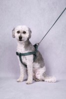 Flamingo Szelki dla psa Ziggi ciemnozielone. Szelki posiadają klamrę zatrzaskową ze specjalną blokadą zabezpieczającą (z wyjątkiem rozmiaru XS). Podwójny ring do odciążenia naprężenia w celu zmniejszenia nacisku na zamek  _3