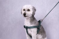 Flamingo Szelki dla psa Ziggi ciemnozielone. Szelki posiadają klamrę zatrzaskową ze specjalną blokadą zabezpieczającą (z wyjątkiem rozmiaru XS). Podwójny ring do odciążenia naprężenia w celu zmniejszenia nacisku na zamek  _4