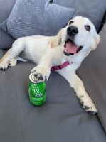 SmoothieDog z jagnięciny dla psa 250 ml_2