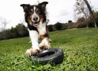 Kong  Tyres zabawka dla psa w kształcie czarnej opony. Wykonana z trwałego kauczuku. Kształt ułatwia przenoszenie. Do środka można włożyć smakołyki. _3