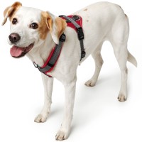 Hunter Szelki dla psa Maldon Up czerwone  6