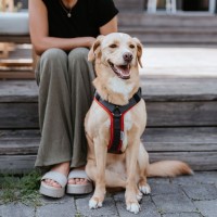 Hunter Szelki dla psa Maldon Up czerwone 7