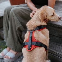 Hunter Szelki dla psa Maldon Up czerwone 8