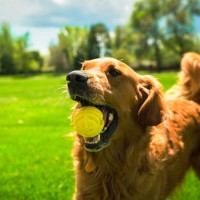Hunter Zabawka dla psa wyrzutnia Flingerz Ball. Piłka wykonana z wytrzymałej gumy - można wypełnić ją smakołykami. Specjalny uchwyt ułatwia podniesienie zabawki bez brudzenia rąk_8