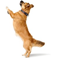 Hunter Obroża dla psa Maldon czerwona. Obroża nie posiada pierścieni ani innych metalowych okuć. Specjalny ring wykonany jest z wytrzymałego materiału tekstylnego. Takie rozwiązanie sprawia, że element będzie przyjazny dla alergików_5