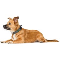 Hunter Obroża dla psa Maldon w odcieniu oliwkowym. Wygodna wyściółka z miękkiego, oddychającego materiału siateczkowego. Z odciążeniem. Bezstopniowa regulacja. Niezwykle wytrzymała, cicha i lekka pętla do zaczepienia smyczy_3