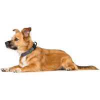 Hunter Obroża dla psa Maldon w odcieniu różowym. Obroża dla psa jest wyściełana wygodnym i oddychającym materiałem siatkowym (3D Soft Comfort Material). Wygodna w użytkowaniu_3