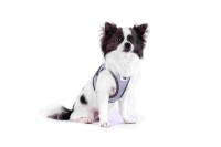Curli Szelki dla psa Glow Clasp Reflective szare_6