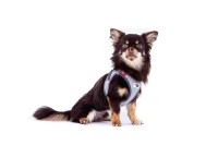 Curli Szelki dla psa Glow Clasp Reflective szare_5