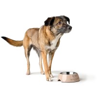 Hunter Miska melaminowa dla psa Luton beżowa 4