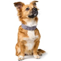 Hunter Obroża skórzana dla psa Soho X Love liliowa 5