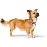 Hunter Obroża skórzana dla psa Soho X Love liliowa 6