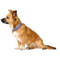 Hunter Obroża skórzana dla psa Soho X Love liliowa 7