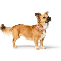 Hunter Obroża skórzana dla psa Soho X Love jasny róż 5