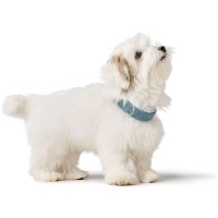 Hunter Obroża skórzana dla psa Soho X Love jasny niebieski 5