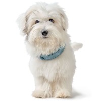 Hunter Obroża skórzana dla psa Soho X Love jasny niebieski 6