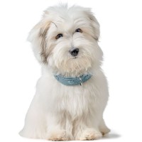 Hunter Obroża skórzana dla psa Soho X Love jasny niebieski 7