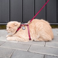 Collar Waudog Szelki i smycz dla kota i małego psa Arbuz_2