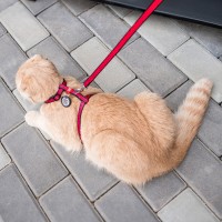 Collar Waudog Szelki i smycz dla kota i małego psa Arbuz_3