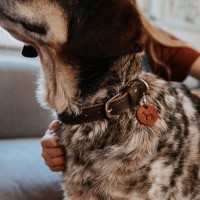 Hunter Obroża skórzana dla psa Lemvig koniakowo-oliwkowa_7