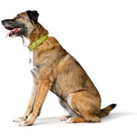 Hunter Obroża dla psa ze sztucznej skóry Amalfi limonkowa_5