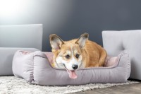 Flamingo Sofa dla psa Oddi żółta. Materiał: plusz i tkanina z wypełnieniem: włókno poliestrowe. Gramatura pluszu: 220 g/m²; gramatura tkaniny: 110 g/m² Zdejmowany pokrowiec. Antypoślizgowy spód_3