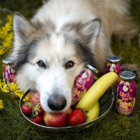 SmoothieDog Smoothie dla psa Obstkorb (kosz owoców) 250 ml_3
