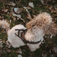 Hunter Szelki skórzane dla psa Love brązowe. Lekkie szelki dla małych psów. Łatwe zakładanie, dzięki pojedynczej klamrze i zapięciu na rzep. Dopasowane, wygodne - zapewniają optymalną swobodę ruchów_7