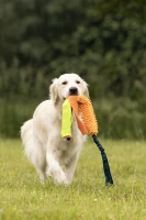 Flamingo Zabawka dla psa Fauxtra Tug rope Bungee_7