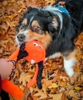 Flamingo Zabawka dla psa Halloween Pająk pomarańczowy. Materiał: plusz. Z piszczącym i trzeszczącym dźwiękiem dla dodatkowej zabawy