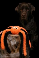 Flamingo Zabawka dla psa Halloween Pająk pomarańczowy. Materiał: plusz. Z piszczącym i trzeszczącym dźwiękiem dla dodatkowej zabawy
