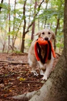 Flamingo Zabawka dla psa Halloween Pająk pomarańczowy. Materiał: plusz. Z piszczącym i trzeszczącym dźwiękiem dla dodatkowej zabawy