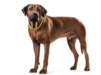 Hunter Obroża Freestyle półzaciskowa neonowa żółta_2