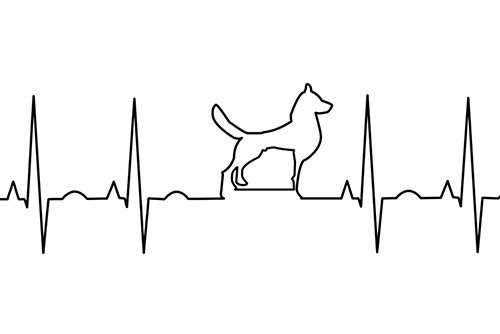 Szmery w sercu psa